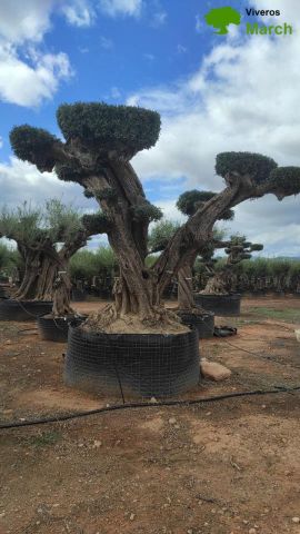 OLEA EUROPAEA REF 12 160/180 HT300/350 PON PON