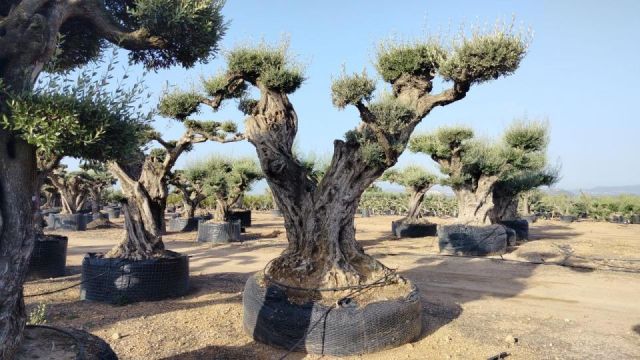 OLEA EUROPAEA REF 12 160/180 HT300/350 PON PON