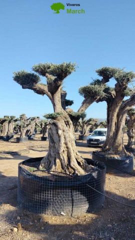 OLEA EUROPAEA REF 12 160/180 HT300/350 PON PON