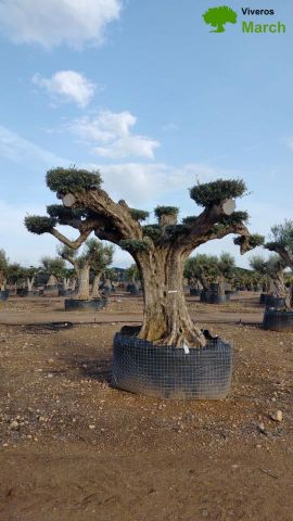 OLEA EUROPAEA REF 12 160/180 HT300/350 PON PON