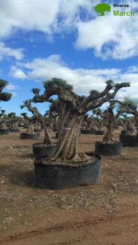 OLEA EUROPAEA REF 13 160/180 HT300/350 PON PON