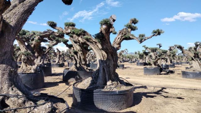 OLEA EUROPAEA REF 13 160/180 HT300/350 PON PON
