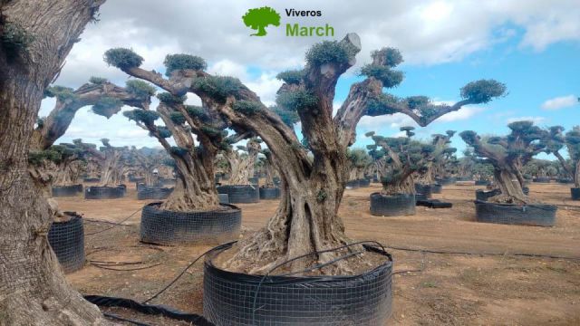 OLEA EUROPAEA REF 13 160/180 HT300/350 PON PON