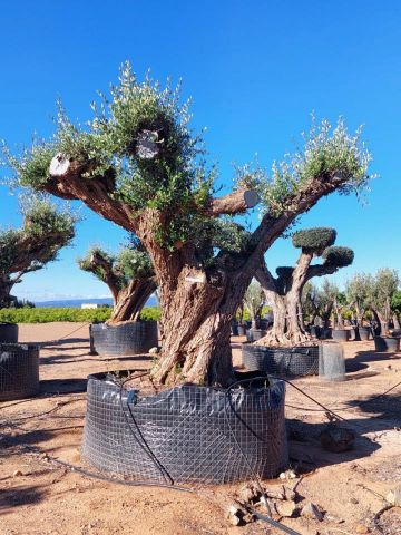 OLEA EUROPAEA REF 13 160/180 HT300/350 PON PON