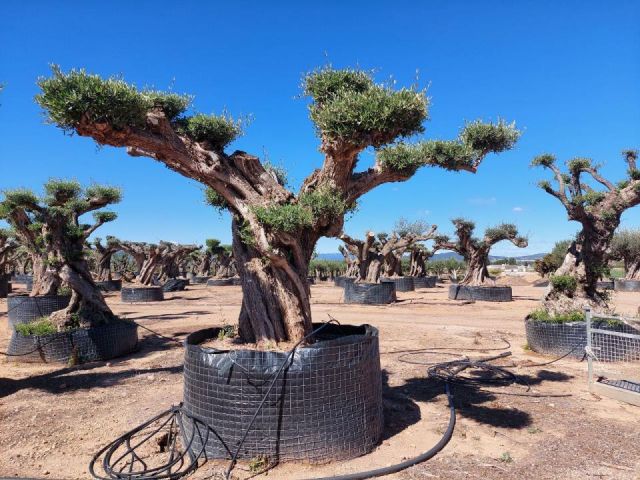 OLEA EUROPAEA REF 13 160/180 HT300/350 PON PON