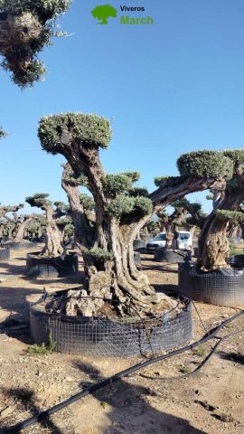 OLEA EUROPAEA REF 13 160/180 HT300/350 PON PON