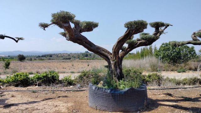OLEA EUROPAEA REF 14 160/180 HT300/350 PON PON