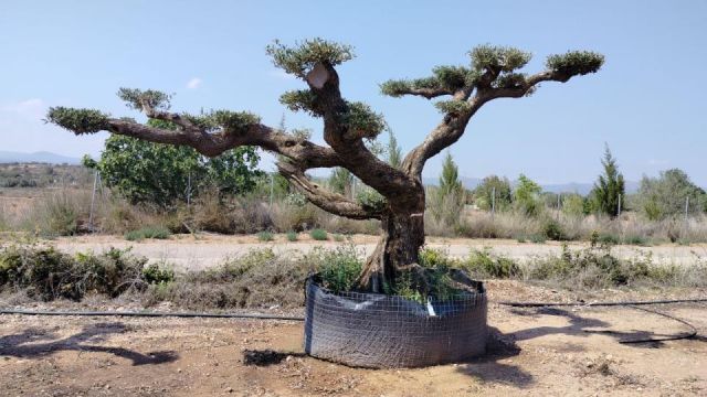 OLEA EUROPAEA REF 14 160/180 HT300/350 PON PON