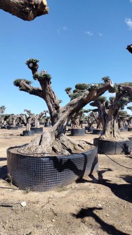 OLEA EUROPAEA REF 13 160/180 HT300/350 PON PON
