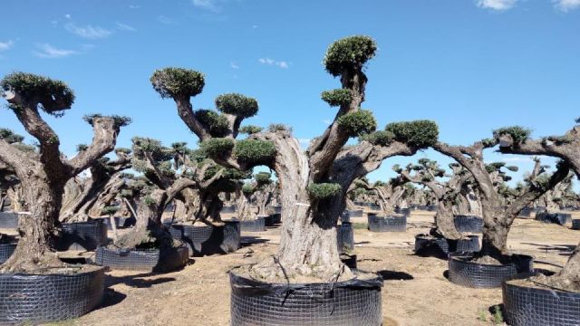 OLEA EUROPAEA REF 14 160/180 HT300/350 PON PON