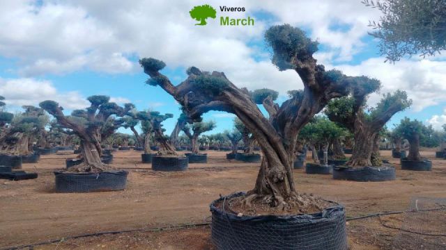 OLEA EUROPAEA REF 14 160/180 HT300/350 PON PON