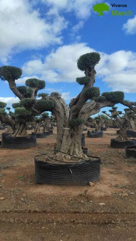 OLEA EUROPAEA REF 14 160/180 HT300/350 PON PON
