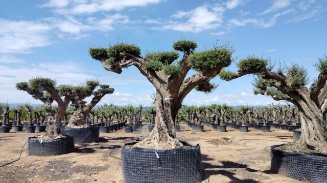 OLEA EUROPAEA REF 14 160/180 HT300/350 PON PON