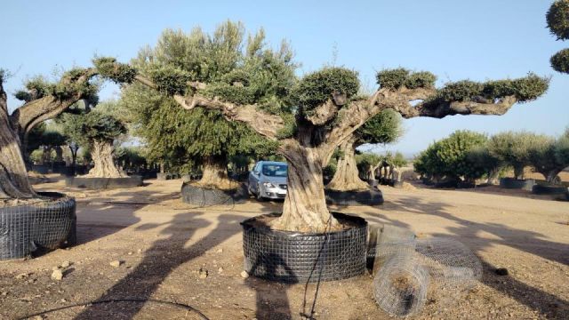 OLEA EUROPAEA REF 14 160/180 HT300/350 PON PON
