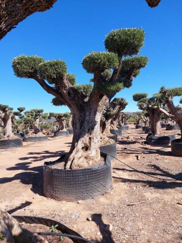 OLEA EUROPAEA REF 14 160/180 HT300/350 PON PON