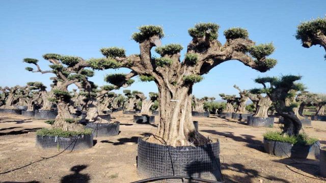 OLEA EUROPAEA REF 14 160/180 HT300/350 PON PON