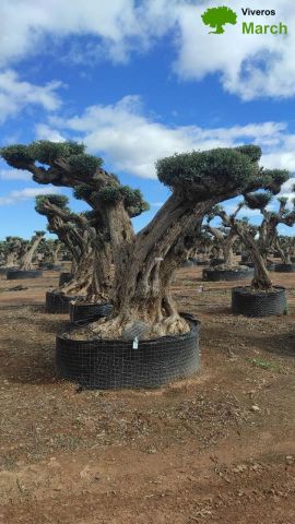 OLEA EUROPAEA REF 13 160/180 HT300/350 PON PON