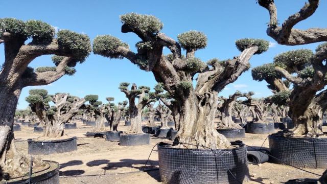 OLEA EUROPAEA REF 13 160/180 HT300/350 PON PON