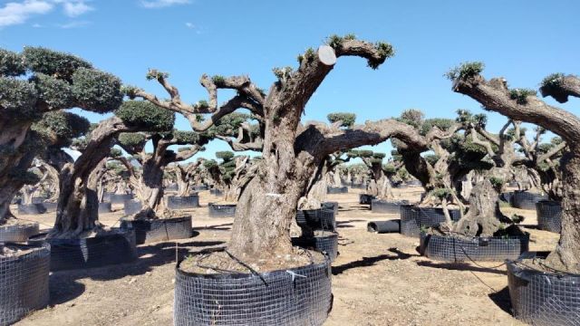 OLEA EUROPAEA REF 13 160/180 HT300/350 PON PON