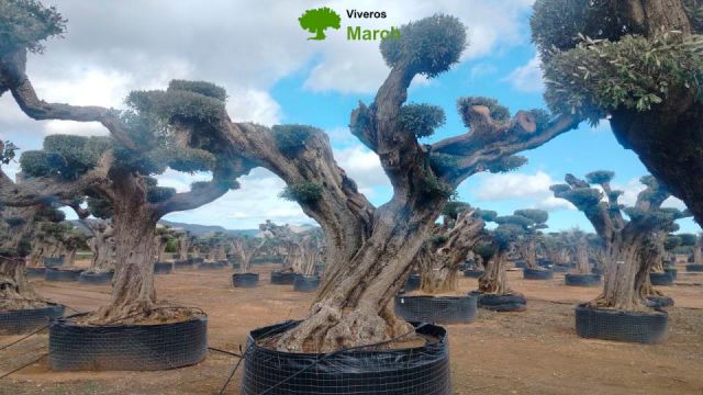 OLEA EUROPAEA REF 13 160/180 HT300/350 PON PON