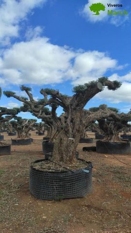 OLEA EUROPAEA REF 13 160/180 HT300/350 PON PON