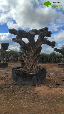 OLEA EUROPAEA REF 15 160/180 HT300/350 PON PON