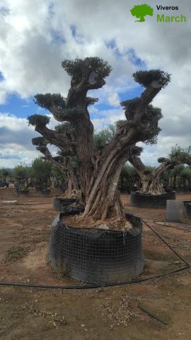 OLEA EUROPAEA REF 15 160/180 HT300/350 PON PON