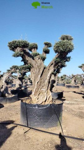 OLEA EUROPAEA REF 15 160/180 HT300/350 PON PON
