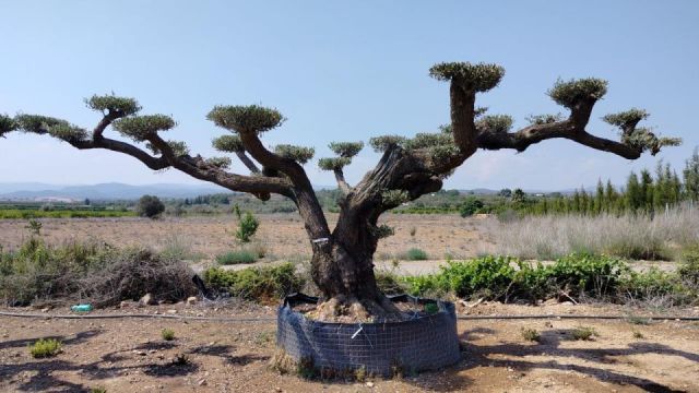 OLEA EUROPAEA REF 16 160/180 HT300/350 PON PON