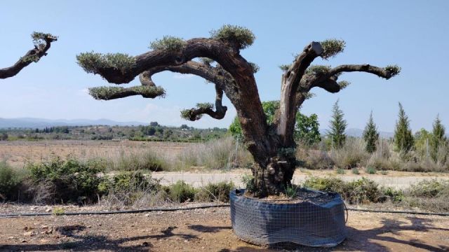 OLEA EUROPAEA REF 16 160/180 HT300/350 PON PON