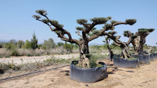 OLEA EUROPAEA REF 16 160/180 HT300/350 PON PON