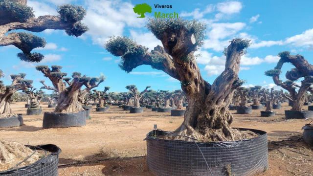 OLEA EUROPAEA REF 16 160/180 HT300/350 PON PON