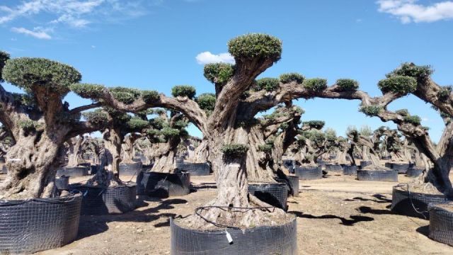 OLEA EUROPAEA REF 16 160/180 HT300/350 PON PON