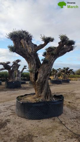 OLEA EUROPAEA REF 16 160/180 HT300/350 PON PON