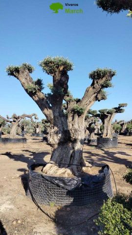OLEA EUROPAEA REF 16 160/180 HT300/350 PON PON