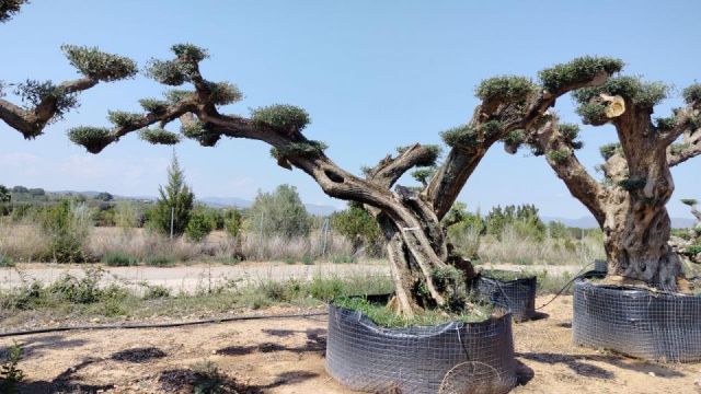 OLEA EUROPAEA REF 17 160/180 HT300/350 PON PON