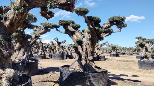OLEA EUROPAEA REF 17 160/180 HT300/350 PON PON