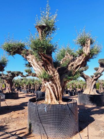 OLEA EUROPAEA REF 17 160/180 HT300/350 PON PON