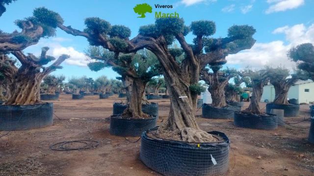OLEA EUROPAEA REF 17 160/180 HT300/350 PON PON