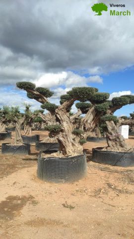 OLEA EUROPAEA REF 17 160/180 HT300/350 PON PON