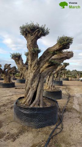 OLEA EUROPAEA REF 17 160/180 HT300/350 PON PON