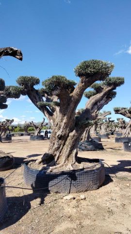 OLEA EUROPAEA REF 18 180/200 HT300/350 PON PON