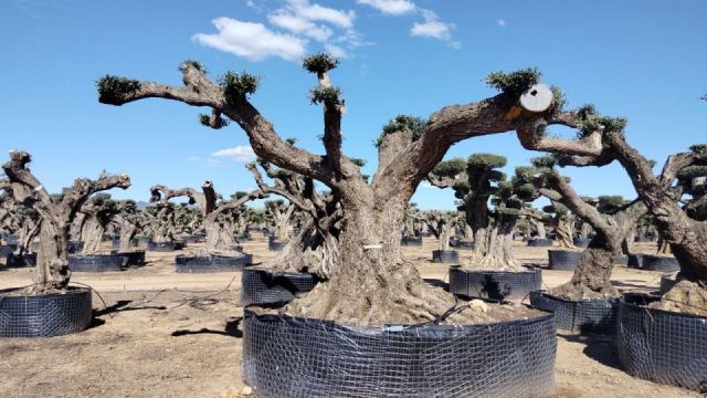 OLEA EUROPAEA REF 18 180/200 HT300/350 PON PON