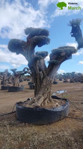 OLEA EUROPAEA REF 18 180/200 HT300/350 PON PON