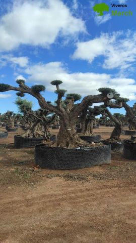 OLEA EUROPAEA REF 18 180/200 HT300/350 PON PON