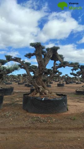 OLEA EUROPAEA REF 18 180/200 HT300/350 PON PON