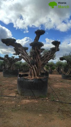 OLEA EUROPAEA REF 18 180/200 HT300/350 PON PON