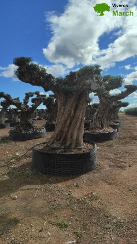 OLEA EUROPAEA REF 19 180/200 HT300/350 PON PON