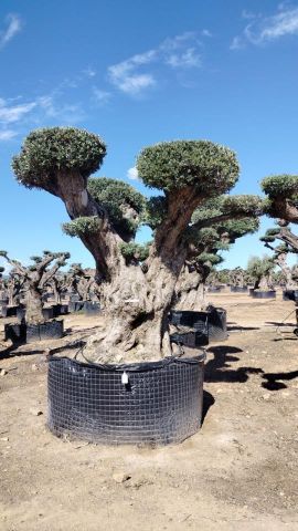 OLEA EUROPAEA REF 19 180/200 HT300/350 PON PON