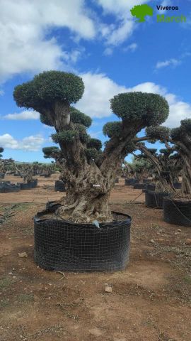 OLEA EUROPAEA REF 19 180/200 HT300/350 PON PON